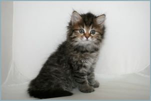 Female Siberian Kitten from Deedlebug Siberians